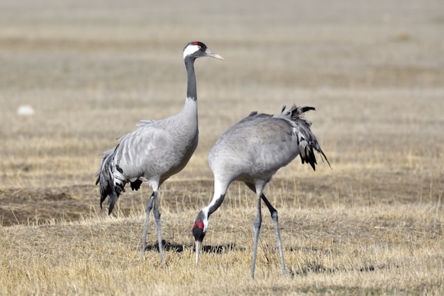  grues cendrées