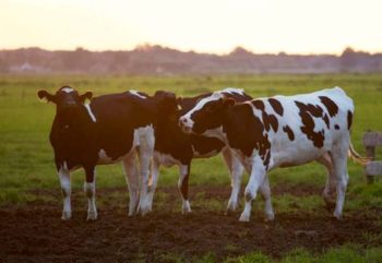 Six conseils naturels pour prendre soin de vos animaux de ferme