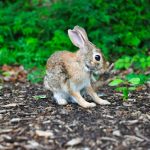 environnement pour lapin