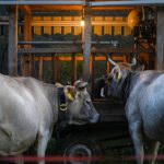 Élevage à la Ferme