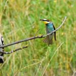 sons des animaux