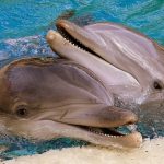 cris des dauphins
