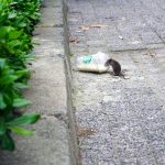 rat beside Starbucks plastic up