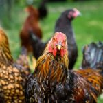 animaux de ferme