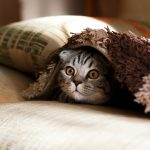 Gérer les comportements indésirables chez le chat