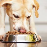 portions de nourriture adaptées à votre chien