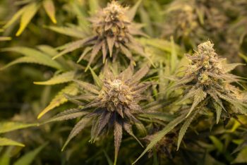 Gorilla Glue chanvre