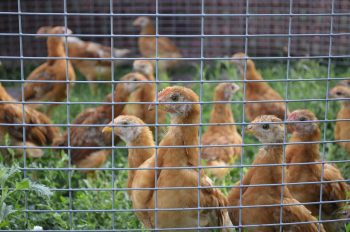 Bien utiliser une volière de ferme